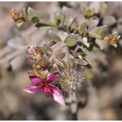 3x Weleda Mondwater Geconcentreerd Ratanhia 5 3x Weleda Mondwater Geconcentreerd Ratanhia -Verzorgingsproducten Winkel 133062 3